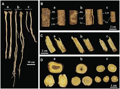 An evaluation of Astragali Radix with different growth patterns and years, based on a new multidimensional comparison method